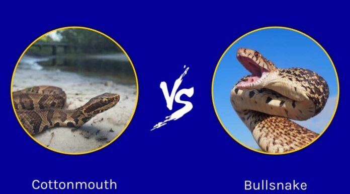 Cottonmouth vs Bullsnake: qual è la differenza?
