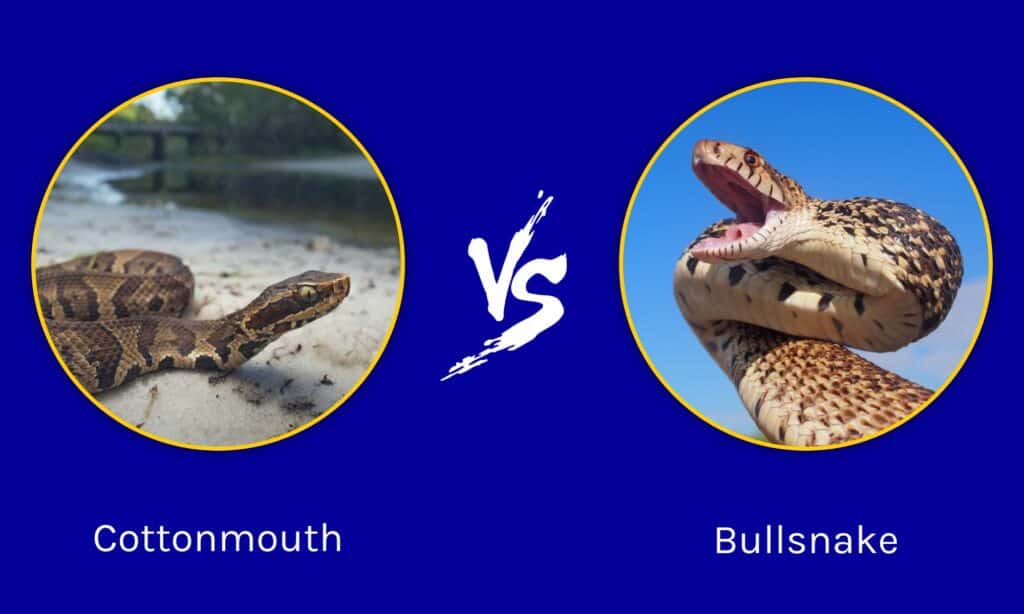 Cottonmouth vs Bullsnake: qual è la differenza?