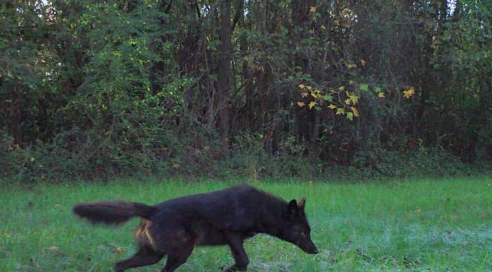 Coy Dog – Mix di Coyote Dog: tutto ciò che devi sapere su questo ibrido
