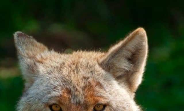 I coyote cacciano in branco Immagine del poster