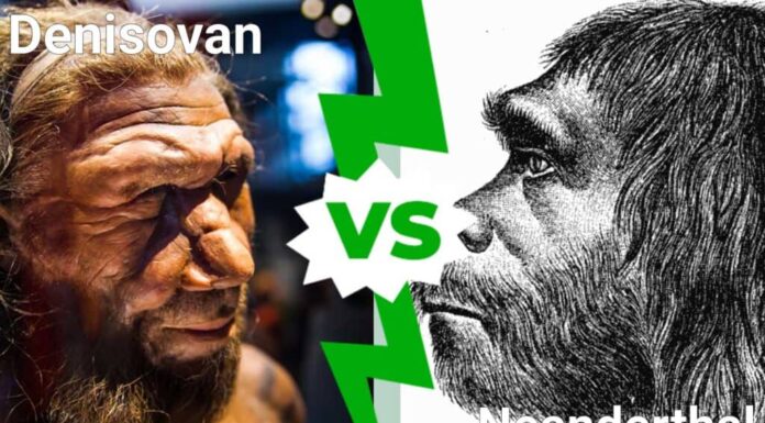 denisoviano contro neanderthal