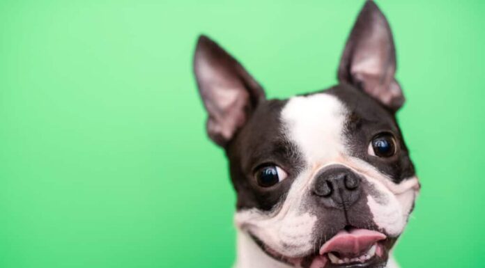 Boston Terrier - Denti del Boston Terrier