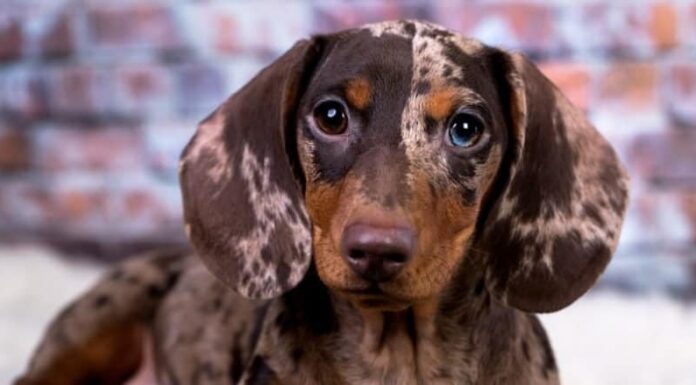 Bassotto pezzato sdraiato su un tappeto