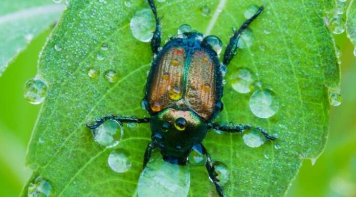 Coleottero giapponese con gocce d'acqua
