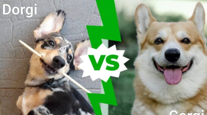 Dorgi contro Corgi