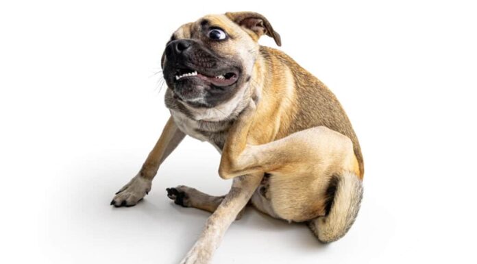 Un carlino che si gratta su uno sfondo bianco