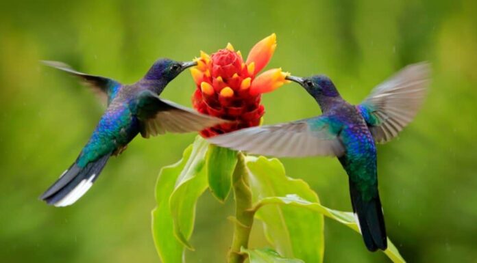 Animali che non fanno la cacca: gli uccelli