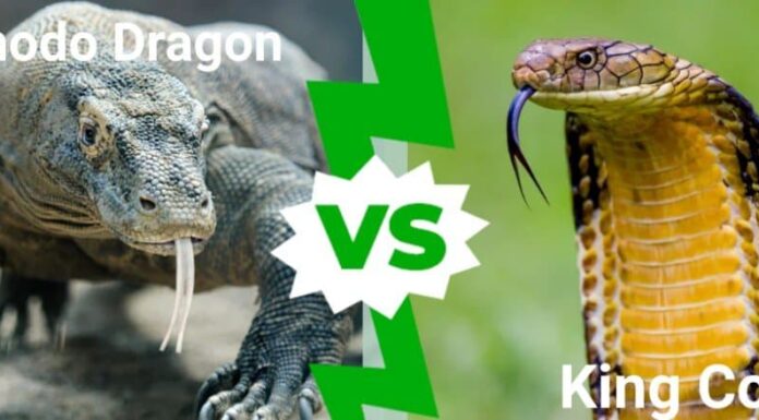 Drago di Komodo contro Cobra Reale