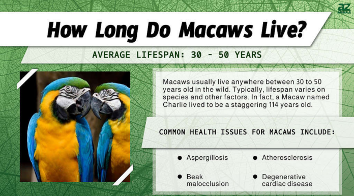 Quanto vivono gli Ara? infografica
