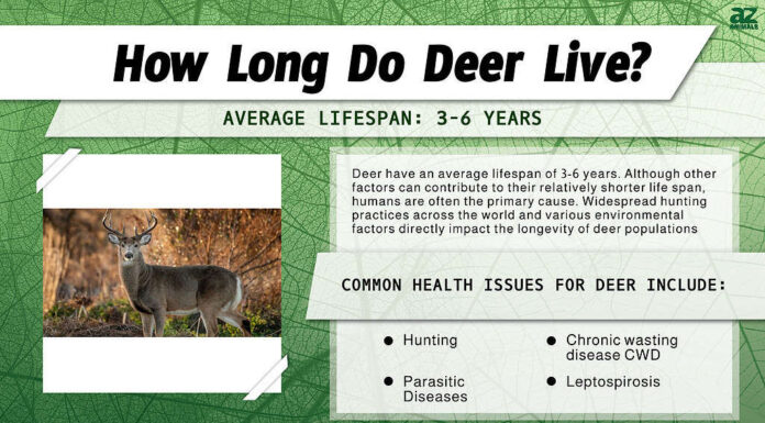 Quanto vivono i cervi? infografica