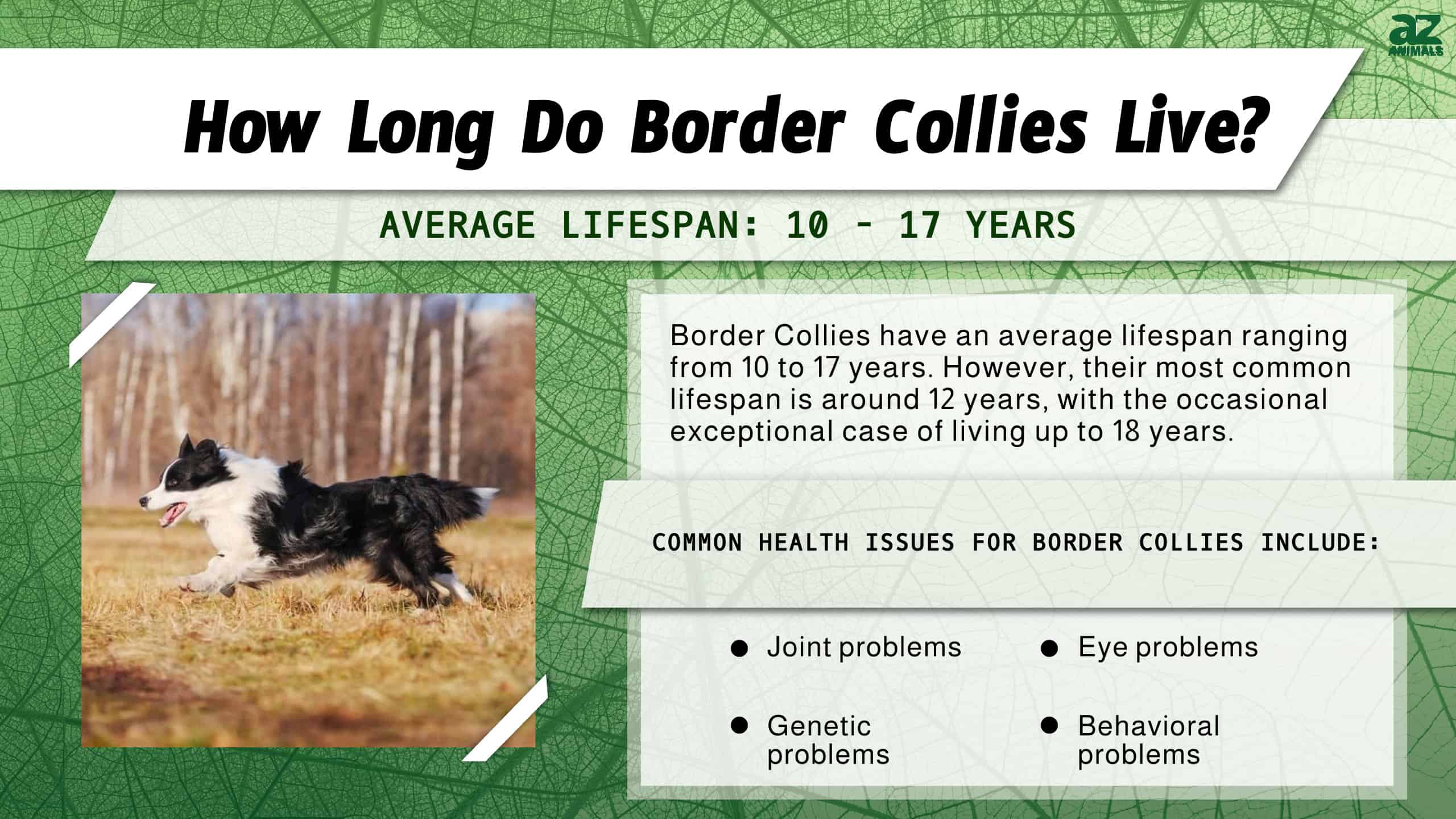 Quanto vivono i Border Collie? infografica