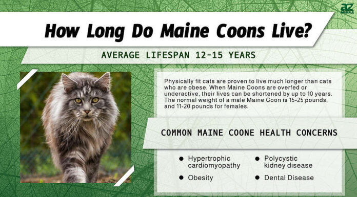 Durata della vita del Maine Coon