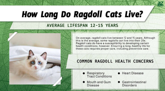 Infografica sulla durata della vita del gatto ragdoll 