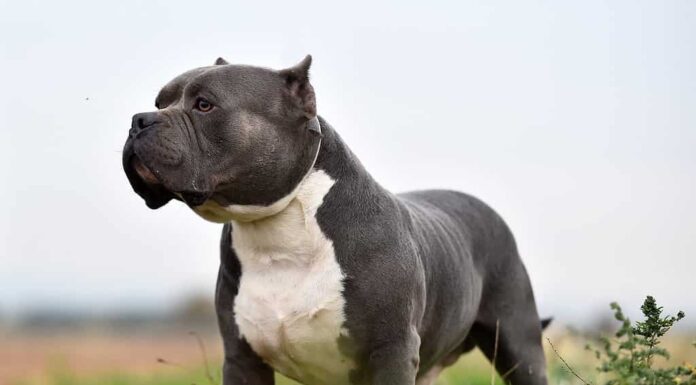 Grande cane bullo americano