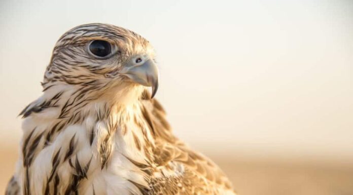 Eagle vs Falcon: quali sono le differenze e chi vincerebbe in uno scontro?
