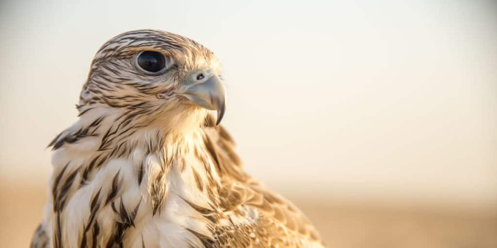Eagle vs Falcon: quali sono le differenze e chi vincerebbe in uno scontro?