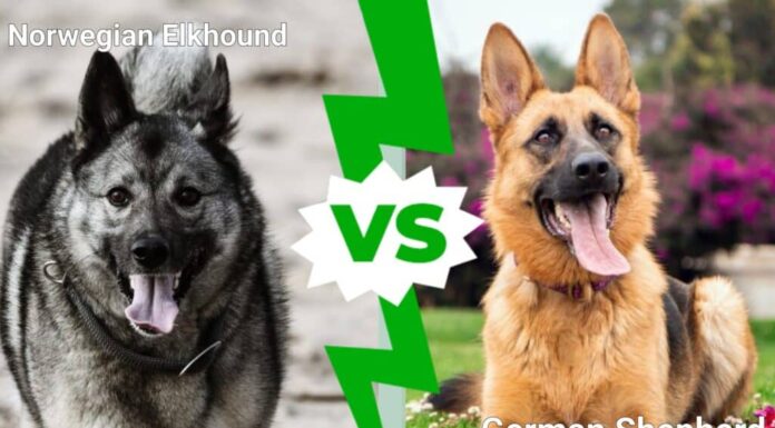 Elkhound norvegese contro pastore tedesco