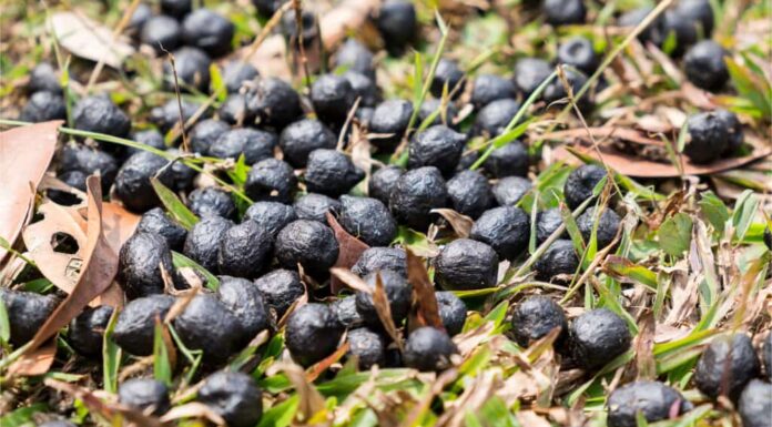 Escrementi di cervo: che aspetto hanno gli escrementi di cervo?
