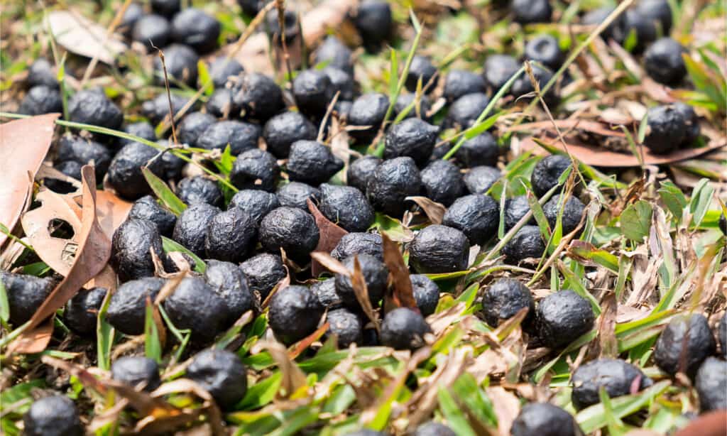 Escrementi di cervo: che aspetto hanno gli escrementi di cervo?