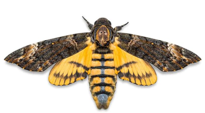 Primo piano della sfinge minore della testa di morto (Acherontia styx), vista dorsale, isolata su sfondo bianco con tracciato di ritaglio