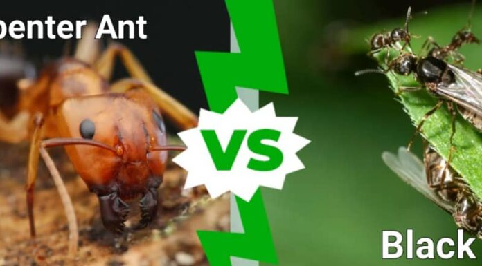 formica carpentiere contro formica nera
