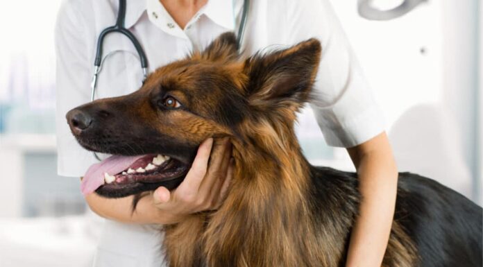 Un pastore tedesco a pelo lungo presso lo studio veterinario