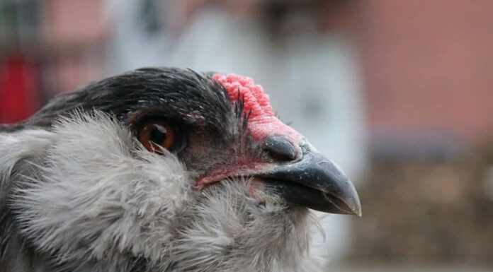 Gallina Ameraucana contro Gallo: Età e Sviluppo