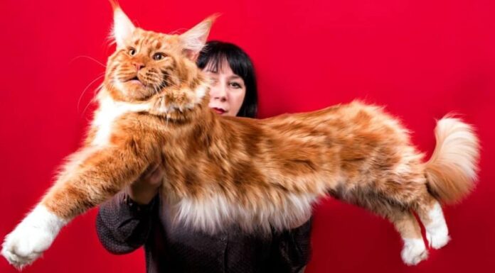 Il più grande gatto Maine Coon