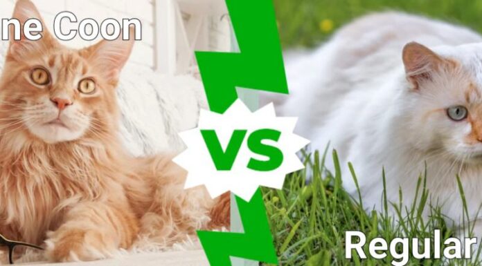 Maine Coon contro gatto normale