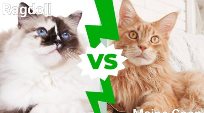 Gatto Ragdoll e Maine Coon: quali sono le differenze?
