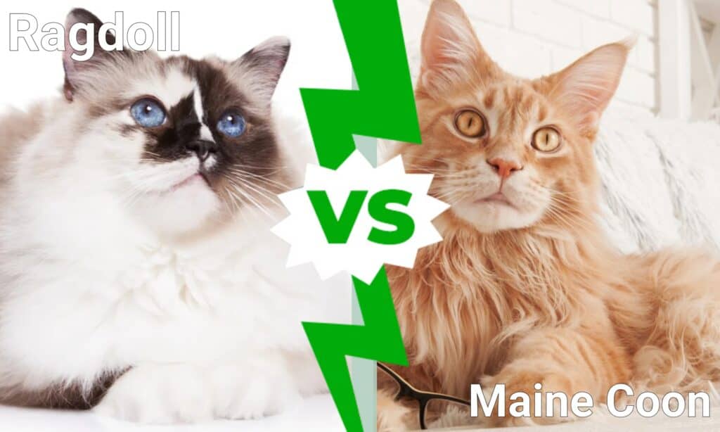 Gatto Ragdoll e Maine Coon: quali sono le differenze?