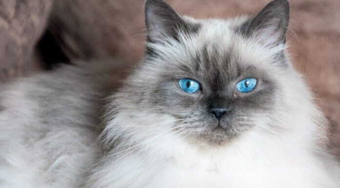 Himalayano con occhi azzurri