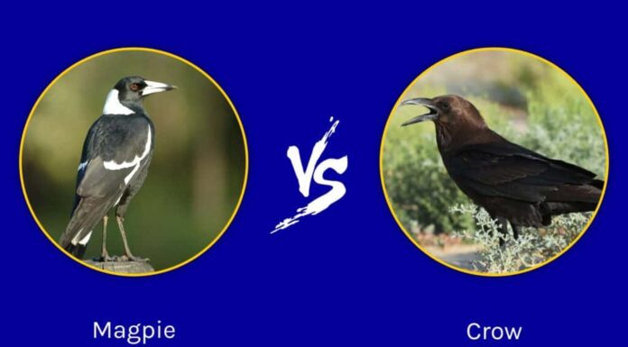 Gazza ladra e corvo: quali sono le differenze?
