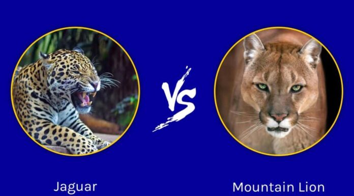 Giaguaro contro leone di montagna: quale felino potente è il predatore più feroce?
