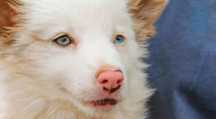 Giornata nazionale dell'Australian Shepherd 2025: data, origine e modi per festeggiare
