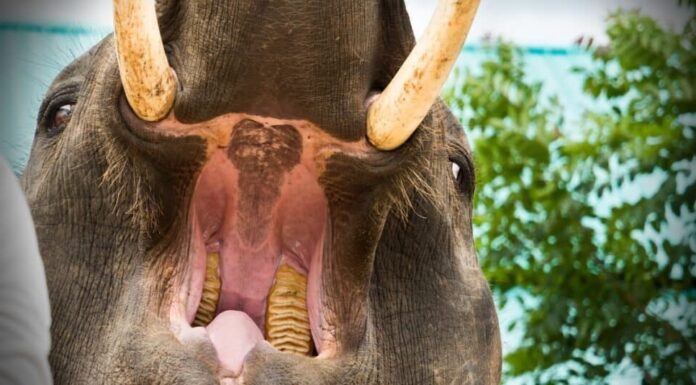 elefante-apre-la-bocca-per-mostrare-i-denti