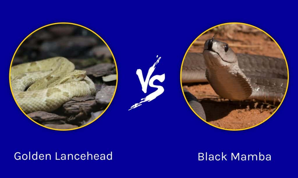 Golden Lancehead vs Black Mamba: quali sono le differenze?