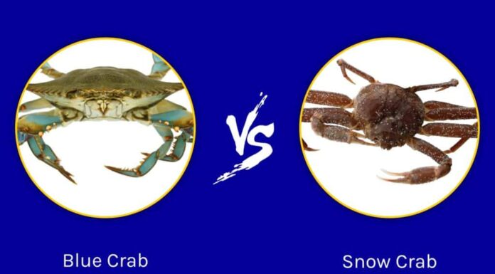 granchio blu contro granchio delle nevi