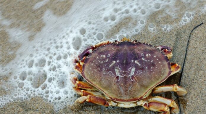 granchio di Dungeness contro granchio delle nevi