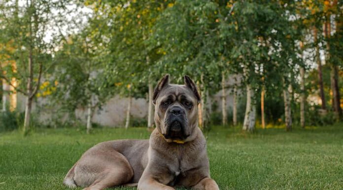 Ritratto di un cane corso italiano, color formentino. Sul prato verde. Cane forte e potente.