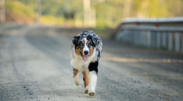 Un pastore australiano che corre in mezzo alla strada. 