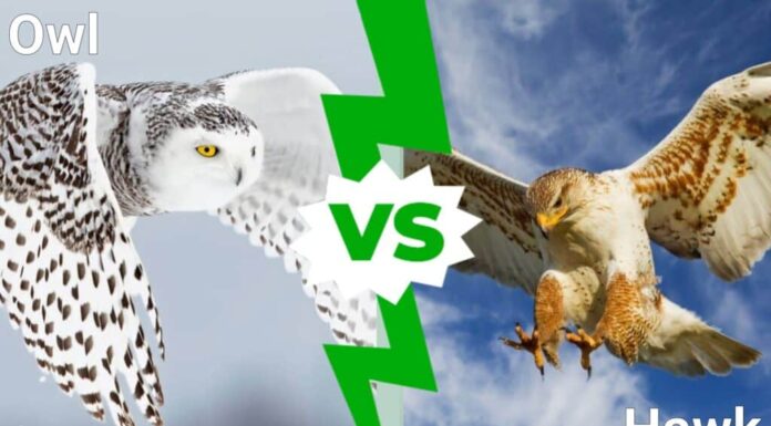 Gufo contro Falco: chi è chi e chi vincerebbe in uno scontro?
