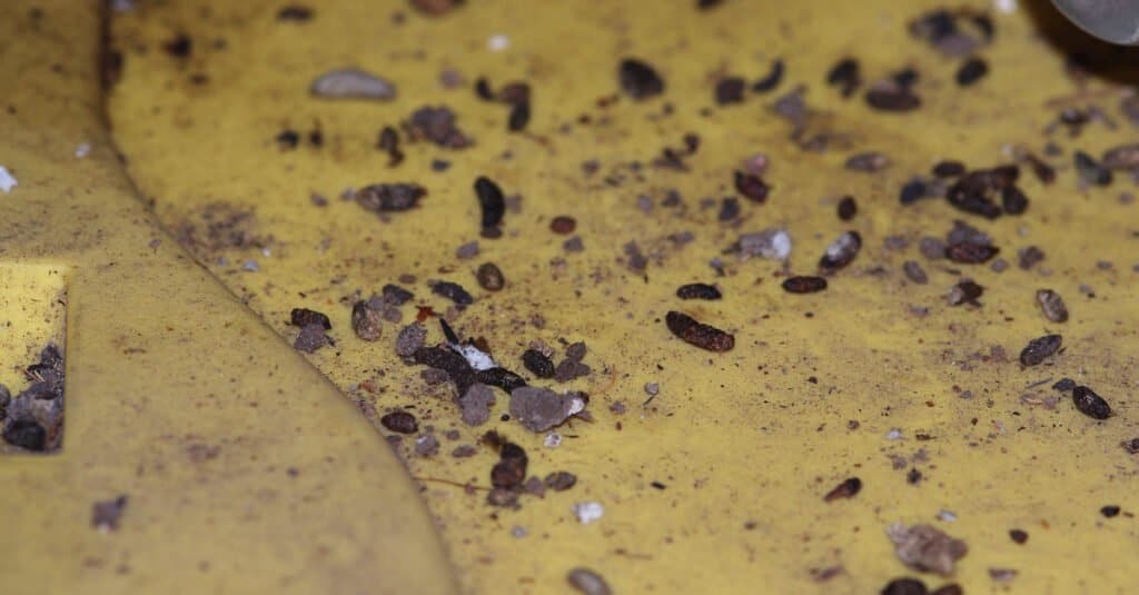 Cacca di topo contro cacca di ratto - Cacca di ratto