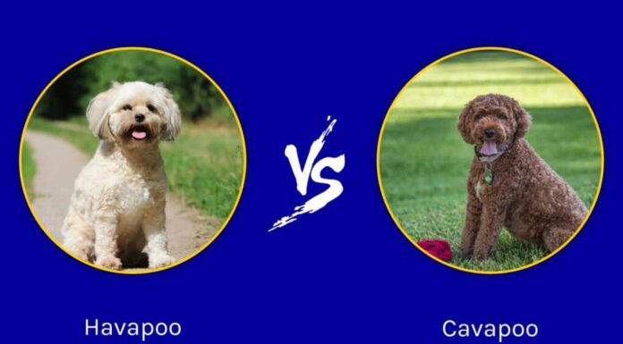Havapoo e Cavapoo: quali sono le differenze?
