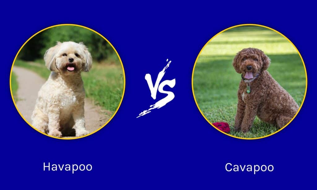 Havapoo e Cavapoo: quali sono le differenze?