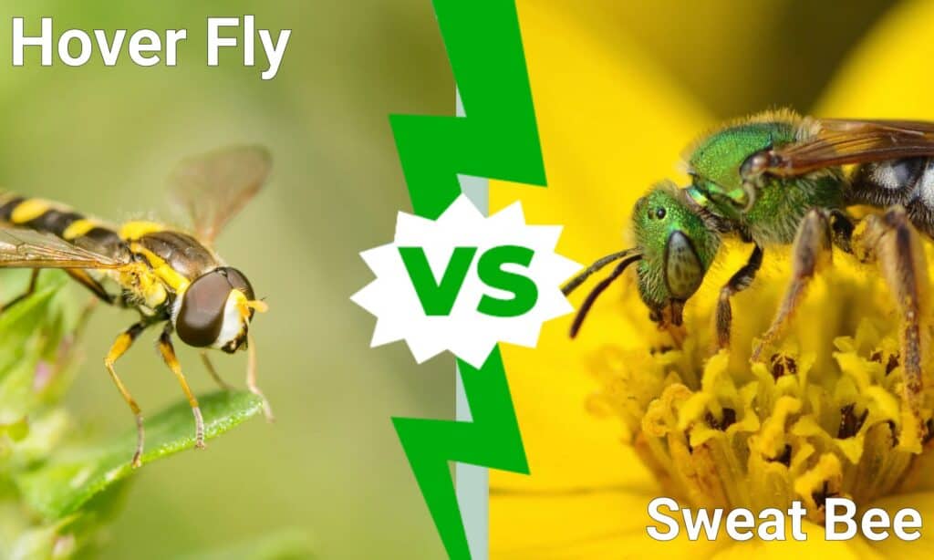 Hover Fly e Sweat Bee: quali sono le differenze?