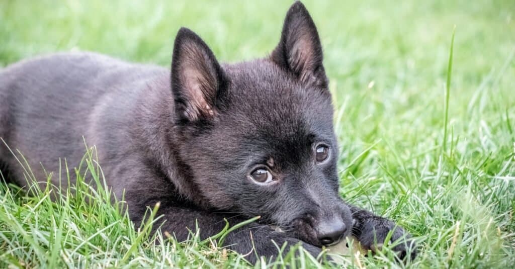 Cucciolo di Schipperke che riposa sull'erba.