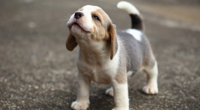 cani dalle orecchie grandi beagle