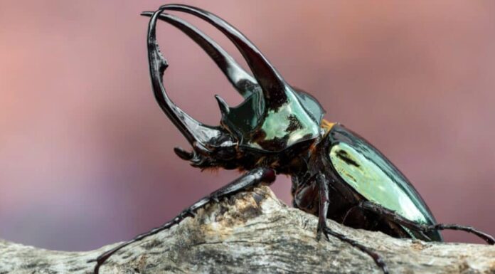 I 10 coleotteri più grandi del mondo - Scarabeo Atlante