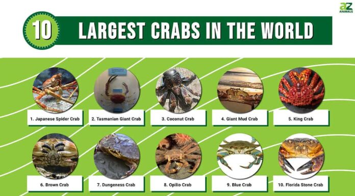 I 10 granchi più grandi del mondo
